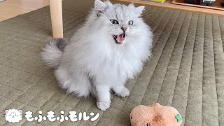 この猫は一体何と言っているんでしょう？ 【サイベリアン】