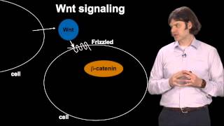 Peter Reddien   Wnt Signaling