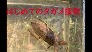 ガサガサ水生昆虫　タガメ　　採取したタガメ3匹