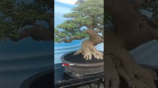 🔴🌟🔥Bonsai Sancang Memang Idaman Sultan 🤩🤩|| Mr. David Adji