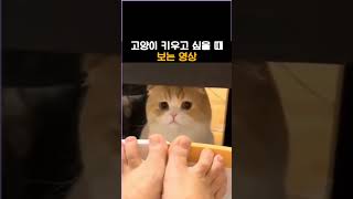 고양이 키우고 싶을 때 보는 영상 #고양이 #10대 #20대 #shorts