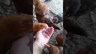 | Chickens Want a corn 🌽 |#poultry #farm #chicken #viral #top