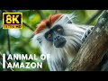 Animal Of Amazon 8K - Animals That Call The Jungle Home | Relaxation Film