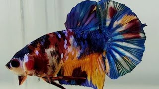 Candy Galaxy Koi Betta Fish GK-1086 | Male Betta Fish | Top Grade Betta Fish