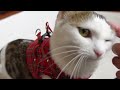 新しいハーネスを試着するねこ。 cats try on new harnesses.