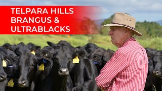 TELPARA HILLS BRANGUS \u0026 ULTRABLACK BULLS- Our family farm story