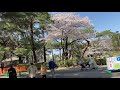 3月24日 大宮公園の桜