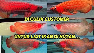 DI CULIK CUSTOMER UNTUK LIAT IKAN DI TENGAH HUTAN...