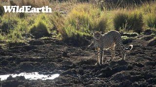 Cheetah Galore in Madikwe!