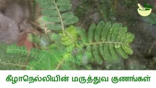 கீழாநெல்லியின் மருத்துவ பயன்கள் Medicinal Uses of Phyllanthus niruri Gale of the wind