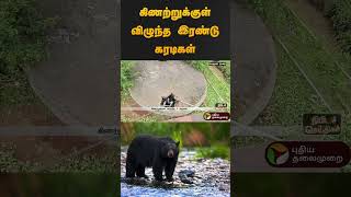 கிணற்றுக்குள் விழுந்த இரண்டு கரடிகள் | #Kotagiri | #Nilgiris | #bear | #shorts