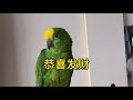 jackie 杰哥 sg amazon parrot 亚马逊鹦鹉