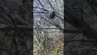 చెర్రీ బ్లాసం 🌸 పక్కన ఒక చిన్న పక్షి 🐦| A Small Bird Beside Cherry Blossom🍁#bird#canadabeauty#telugu