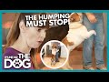 How to Stop Your Dog From Humping | It's Me or the Dog