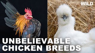18 Unbelievable Chicken Breeds That Actually Exist