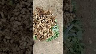 girnar 5 ground nut seed avelabul. 9160060760