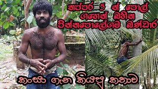 Cannabis| Amaizing climb | වත්තෙම  පොල් ක්‍ෂණිකව කඩන බණ්ඩාරගෙ වැඩ | Wasantha Sena Valianga| Bandara