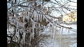 Катастрофічні наслідки:_ що буде з деревами в Кривому Розі після льодової пастки_ коментар експерта