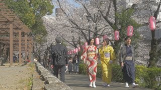 着物でお花見