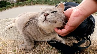 トトロみたいな灰色猫がリュックを枕にしてリラックスする