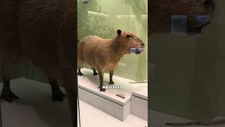 水豚 卡皮巴拉（capybara）其实是它的英译名科普知识 动物科普 内容启发搜索