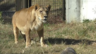 ライオン　アースくん退場オトちゃん入場見つめるシルクちゃん　【のんほいパーク】Lion Earth-kun Oto-chan Silk-chan Toyohashi Zoo