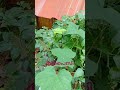 spicy 🔥 mulaku vegetable garden 💖വിവാഹാലോചന രജിസ്റ്റർ ഓൺലൈനിൽ മാത്രം www.palamatrimonial.com