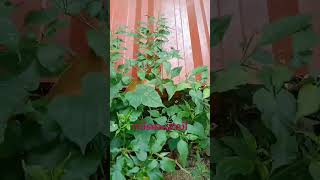 Spicy 🔥 mulaku vegetable garden 💖വിവാഹാലോചന രജിസ്റ്റർ ഓൺലൈനിൽ മാത്രം www.palamatrimonial.com