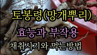 토봉령 망개뿌리 효능과 부작용/채취시기와 먹는방법, 술담는방법, 차만드는방법,명감나무,청미래덩쿨