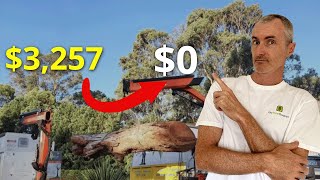 6 Ways to Get Free Tree Removal