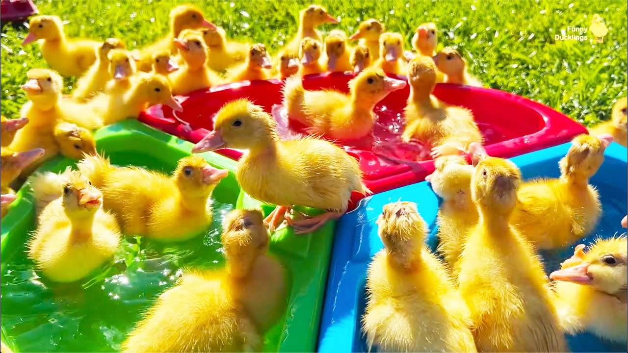 My Funny Ducklings Ducks Youtube