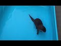 【カワウソ】暑い日の水遊び