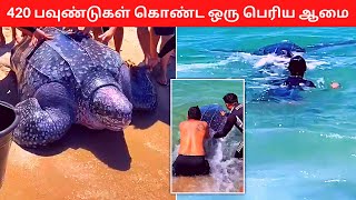 420 பவுண்டுகள் கொண்ட ஒரு பெரிய ஆமை | Indonesians | Animal Rescue | A1 Atrocities