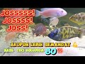 kecepatan cahaya kizaru one piece🤭hari ke-2 cuci aquarium 80% sesuai permintaan sobeker😀#ikancichlid