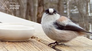 エナガが１羽クルミの粉を食べに来ました・・めちゃかわいいです・・(2023/02/08)