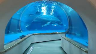 ⑵そうだアクアス（島根）へ行こう！ Let's go to Aquas (Shimane)! 水族館 Aquarium ナレーション入り編集済み動画は概要欄に貼ってます。そちらをご覧ください。