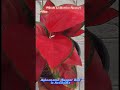 aglaonema supper red is available.. houseplants onlinesale homedelivery reasonableprice plants