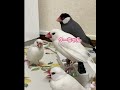 後編✨コタツで温もりたい文鳥軍団 文鳥 癒し ブンチョウ