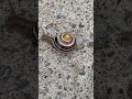 mesmerizing slow motion watch this snail s incredible journey