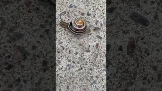 Mesmerizing Slow Motion: Watch This Snail's Incredible Journey!