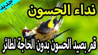 صيد الحسون بالشبكة - نداء طائر الحسون و التفاحي للصيد بدون الحاجة لطائر