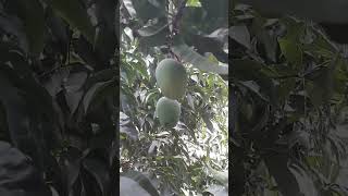 mango brothers are resting on the branches #shorts #mango