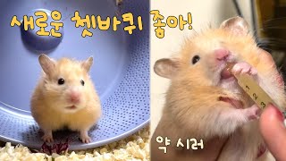 새로운 쳇바퀴가 좋은 버찌 근데 약은 싫어하는,,   [골든햄스터 브이로그/vlog/언박싱/로디펫마라톤휠/아머펫/베타군단/햄토피아/햄스터/핸들링]