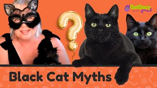 Why Are Black Cats Hard to Adopt?