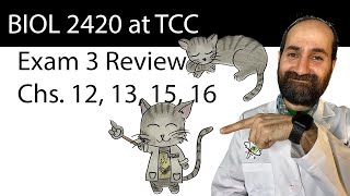 BIOL 2420 Exam 3 Review at TCC