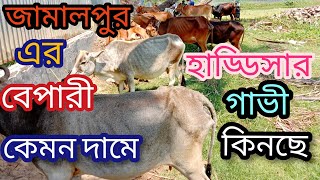 শুকনো হাড্ডিসার গাভীর বর্তমান দাম জানুন বিখ্যাত বাটাজোর গরুর হাট থেকে ভালুকা ময়মনসিংহ Cow Price #cow