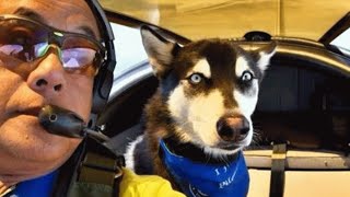 This man used to fly humans. Now he flies shelter dogs.