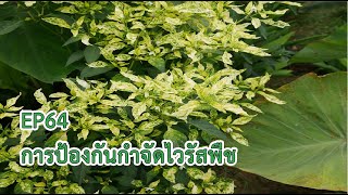 EP64 คลินิกเกษตร การป้องกันกำจัดไวรัสพืช