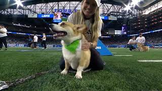 Detroit Lions 2024 Corgi Cup Halftime Race