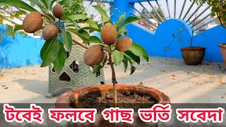 টবে সবেদা /সফেদা গাছ কিভাবে প্রতিস্থাপন করবেন | Grow Sapota fruit plant in pot | Sapodilla fruit